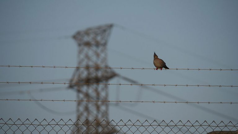 resilience-bird-on-a-wire-photo