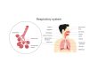 What is the difference between a “chest infection” and “pneumonia”?