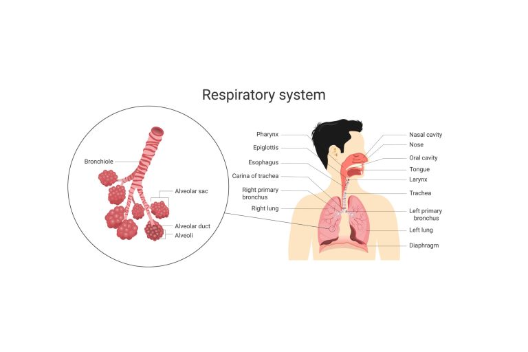 Respiratory-Tract-1-scaled What is the difference between a “chest infection” and “pneumonia”?