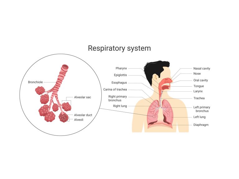 What is the difference between a “chest infection” and “pneumonia”?